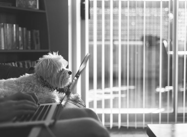 Hund im Büro So klappts mit den Kollegen ZooRoyal Magazin
