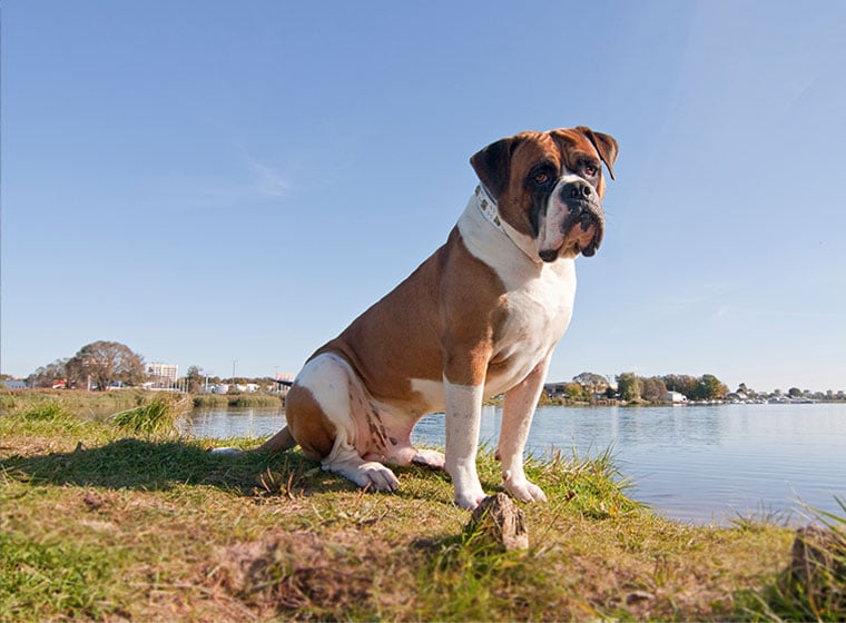 American Bulldog Im Rasseportrait Zooroyal Magazin