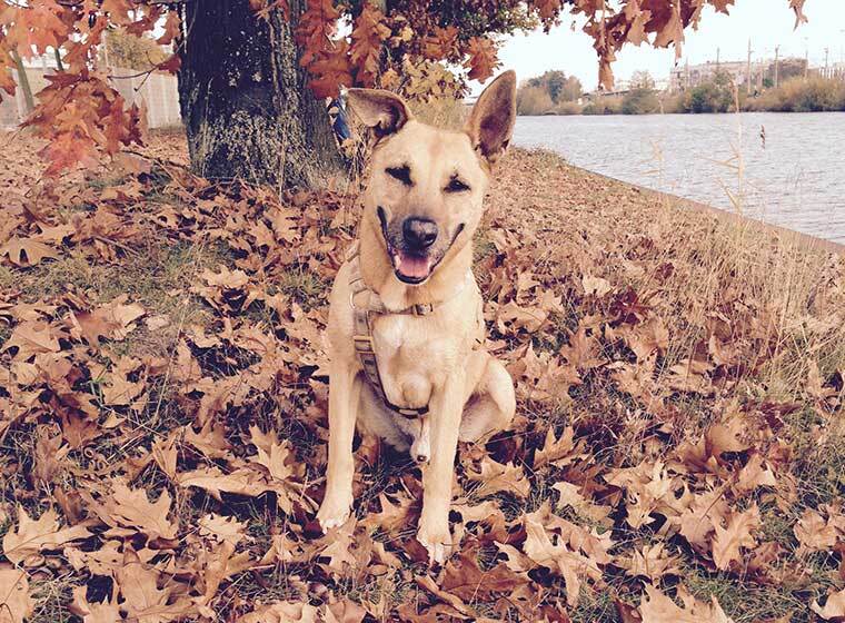 tierheim wolfsburg hunde