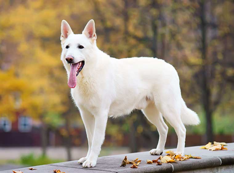 Weißer Schäferhund im Rasseportrait | ZooRoyal Magazin