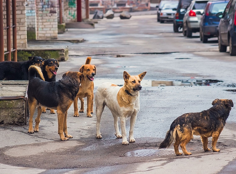 hunde magazin