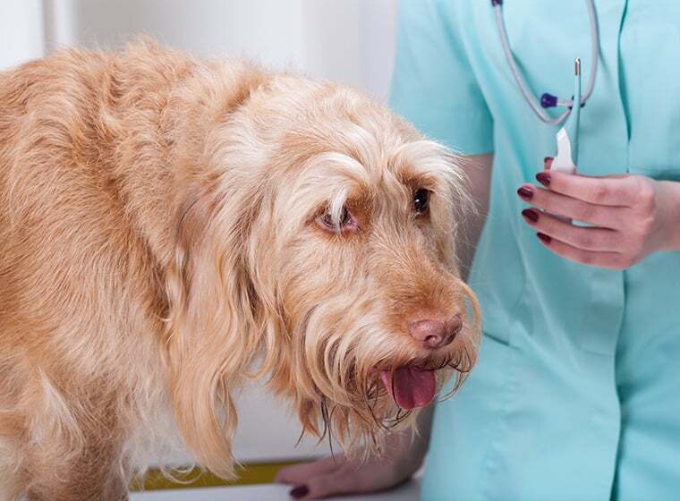 So wird dein Hund zum Musterpatient ZooRoyal Magazin