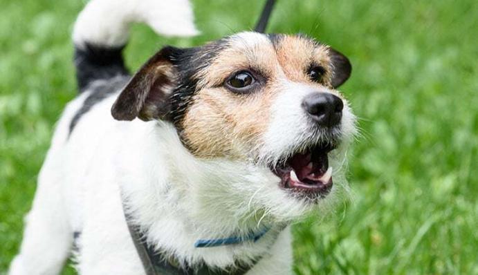 Hilfe, mein Hund bellt am Gartenzaun ZooRoyal Magazin