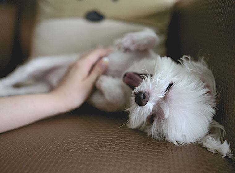 Hundepflege von Kopf bis Fuß ZooRoyal Magazin