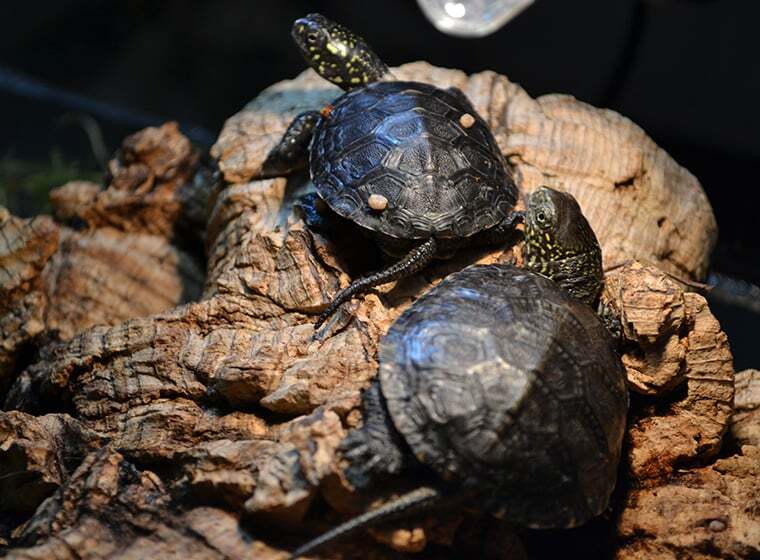 Die Europäische Sumpfschildkröte im Portrait ZooRoyal Magazin