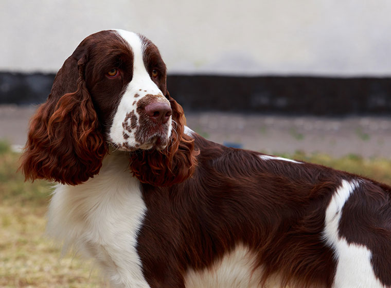 English Springer Spaniel im Rasseportrait ZooRoyal Magazin