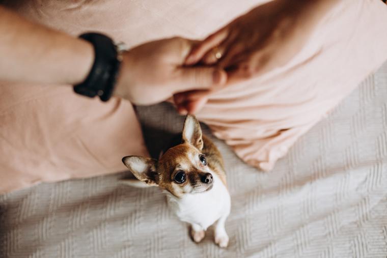Mein Hund ist eifersüchtig auf meinen Partner was tun? ZooRoyal Magazin