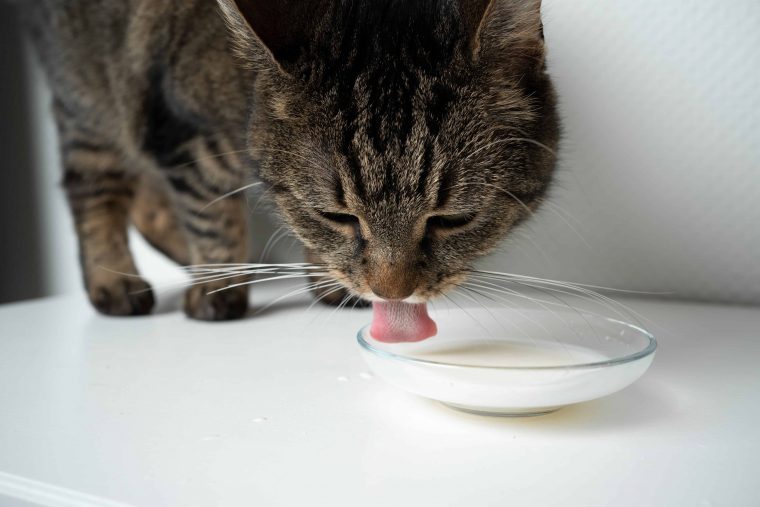 dürfen hunde milch trinken