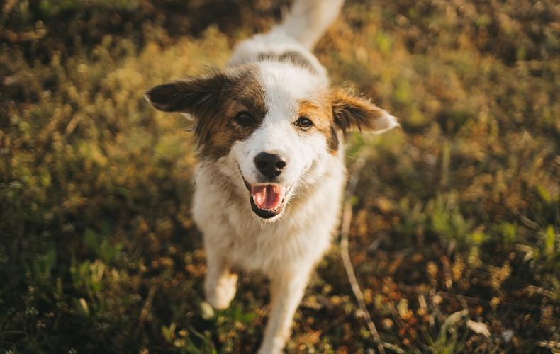 bosch Hundefutter Hund läuft über eine Wiese.