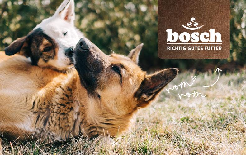 Bosch Tiernahrung Zwei Hunde liegen eng beieinander und kuscheln im Gras.