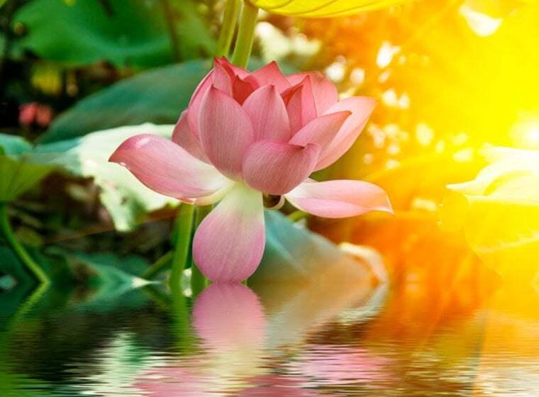 Teichpflege im Frühling Eine rosa Lotusblüte ragt aus einem Teich und spiegelt sich im Wasser.