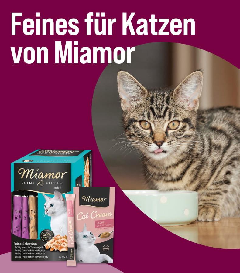 Entdecke jetzt Miamor Katzenfutter Aktionsbanner für Miamor Katzenfutter. Mittig sitzt eine getigerte Katze vor einem Napf; rechts sind Miamor-Produkte wie „Feine Filets“ und „Cat Cream“ abgebildet; links steht der Text „Feines für Katzen von Miamor“ auf farbigem Hintergrund.