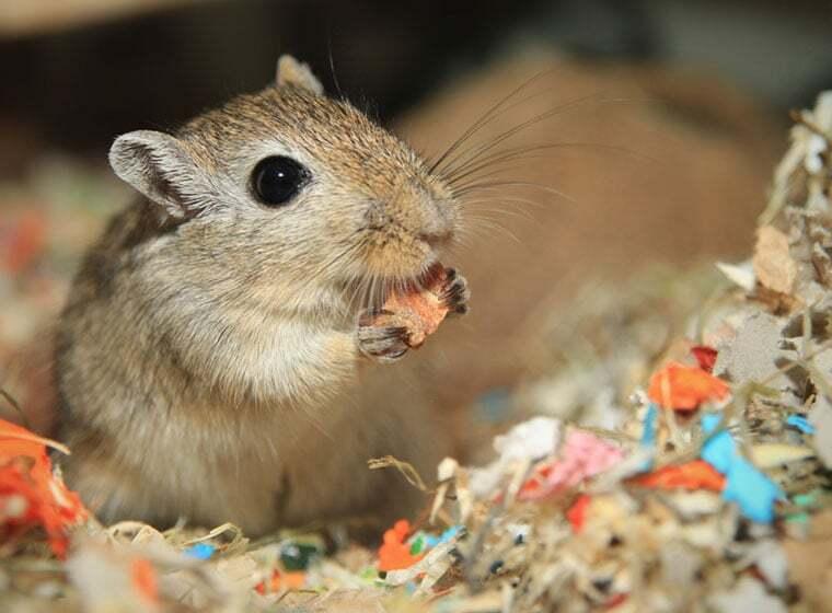 Einstreusorten Kleintier Ein kleiner Gerbil sitzt im bunten Einstreu und frisst ein Stück Futter.