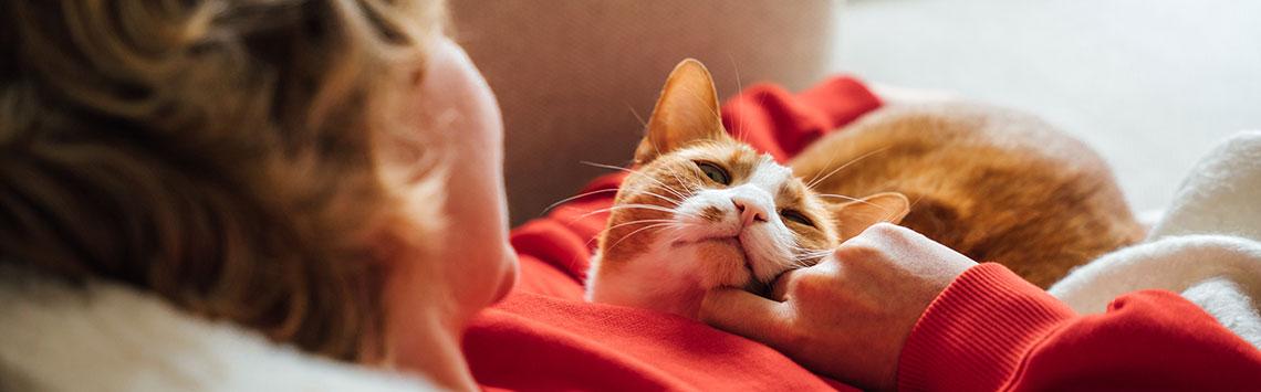 Entspannte Katze beim gemeinsamen Kuscheln auf dem Sofa Katze liegt auf einer Person und wird am Kinn gestreichelt.