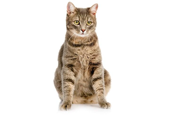 Happy Cat Adult Getigerte Katze sitzt auf dem Boden und schaut in die Kamera.