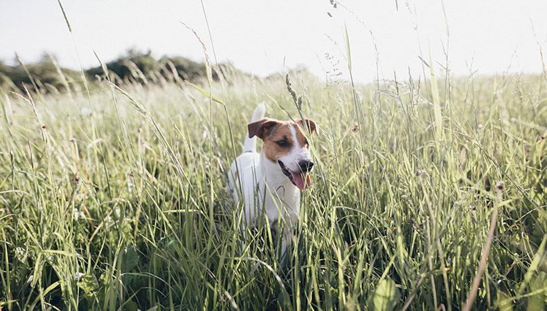 Hund erkundet eine sommerliche Wiese mit hohem Gras Kleiner Hund steht in einer hohen Wiese im Freien.
