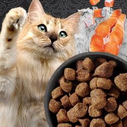 Leonardo Trockenfutter Katze vor einer Schale Trockenfutter mit Lachsstücken.