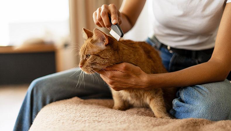 Parasitenkontrolle bei einer Katze mit Flohkamm Katze wird mit einem Flohkamm im Nackenbereich gekämmt.