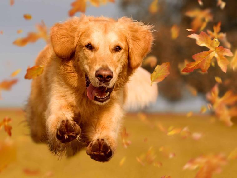 hund-im-herbst-760x570.jpg