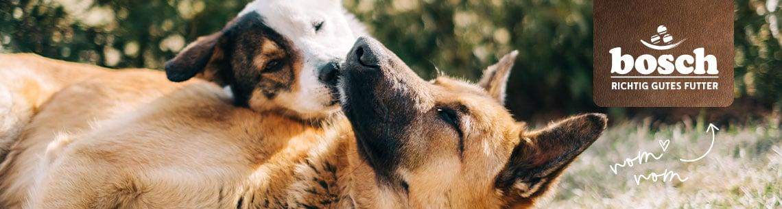 Bosch Tiernahrung Zwei Hunde liegen eng beieinander und kuscheln im Gras.