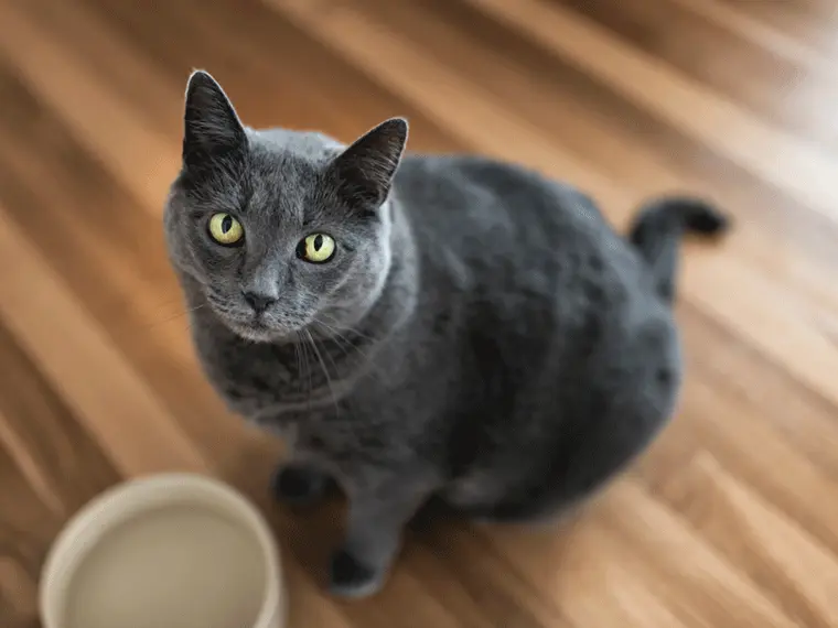 Katze sitzt vor Wassernapf Graue Katze sitzt vor einem Wassernapf auf dem Boden