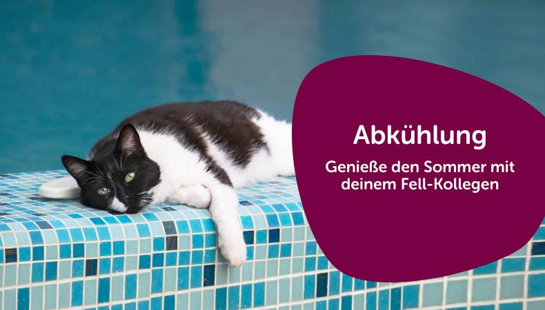 Abkühlung für Katzen Schwarz-weiße Katze liegt auf dem Rand einer Pools.
