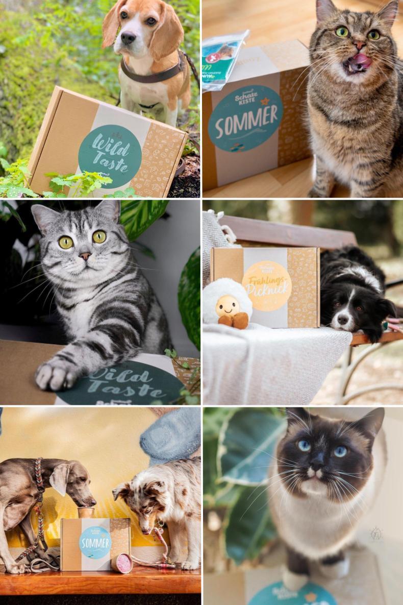 Petfluencer Collage Collage aus sechs Bildern von Petfluencer Tieren mit der ZooRoyal Schatzkiste.