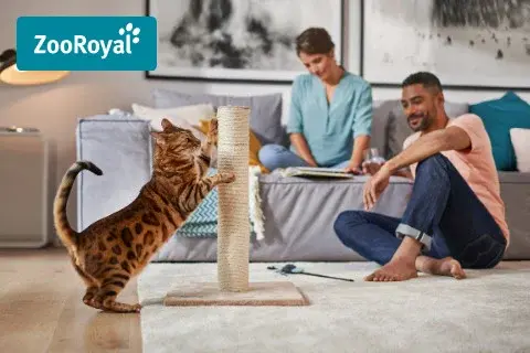 ZooRoyal Katze am Kratzstamm im Wohnzimmer Katze kratzt an einem Kratzstamm im Wohnzimmer neben zwei sitzenden Personen.