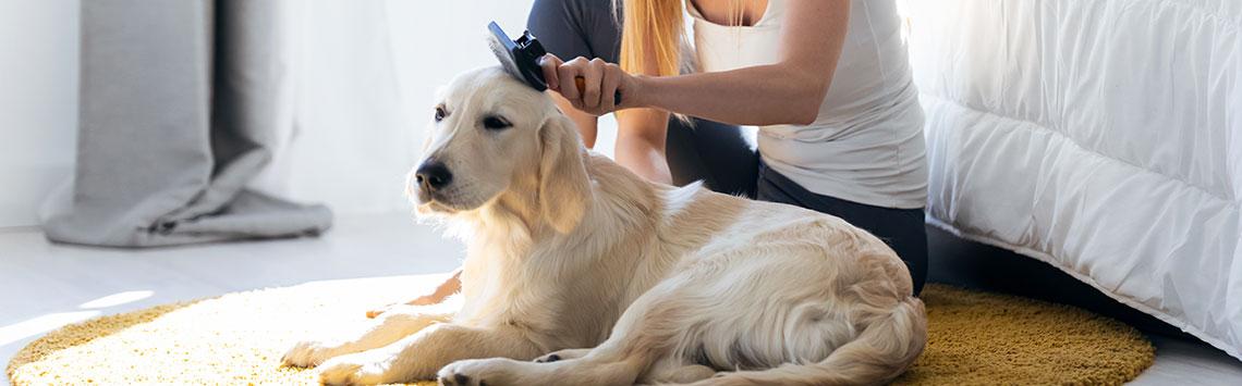 Fellpflege eines Hundes im Wohnbereich mit Bürste Hund liegt auf einem Teppich und wird mit einer Bürste gepflegt.