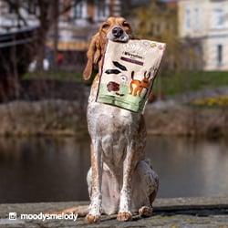 bosch Hundesnacks Hund hält eine Packung bosch Hundesnacks im Maul.