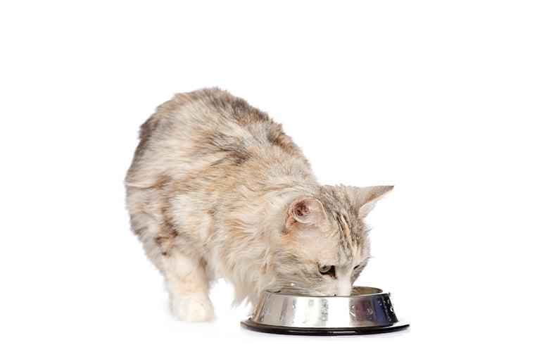Happy Cat Nassfutter Helle Katze mit langem Fell frisst aus einem Edelstahl Futternapf.