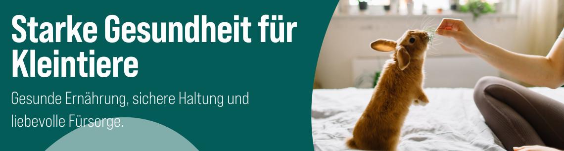 Kleintiergesundheit mit Kaninchen Kaninchen wird in einer Wohnung mit Futter aus der Hand versorgt
