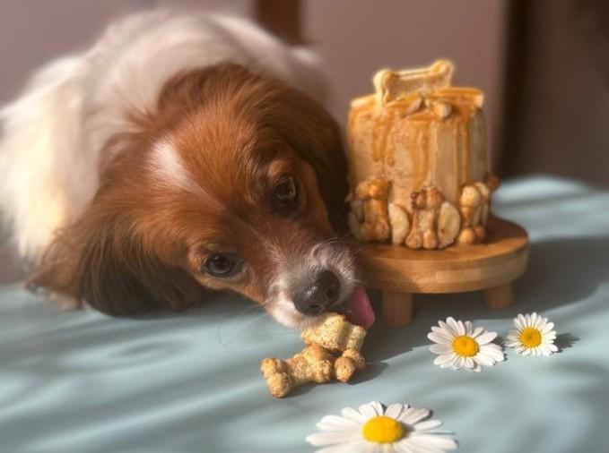 Hundetorte backen.jpg Hund liegt neben Hundekuchen und frisst einen Keks in Knochenform.