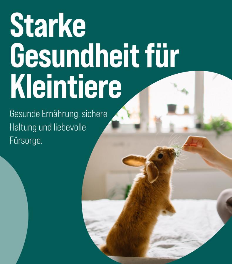 Kleintiergesundheit mit Kaninchen Kaninchen wird in einer Wohnung mit Futter aus der Hand versorgt.
