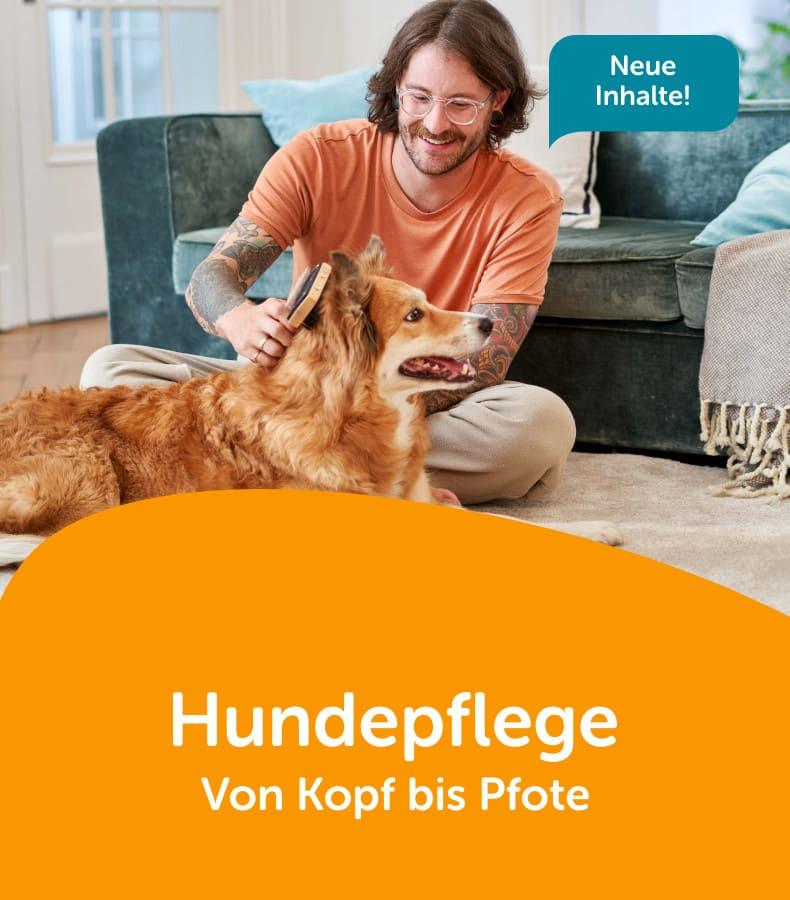 Hundepflege Hellbrauner Hund sitzt vor einem Sofa auf dem Boden und wird gebürstet; Symbolbild zum Thema Hundepflege.