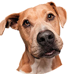 Hund Hund-Bedarf kaufen