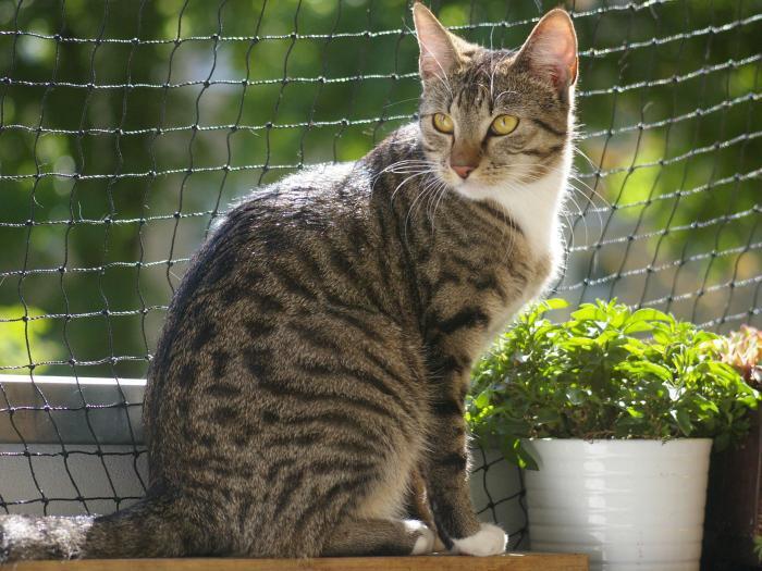 Katze sitzt auf gesichertem Balkon Katze sitzt auf einem Balkon vor einem Katzennetz.