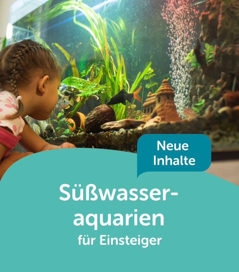 Süßwasseraquarium für Einsteiger Kind betrachtet ein Süßwasseraquarium mit bunten Pflanzen und Fischen.