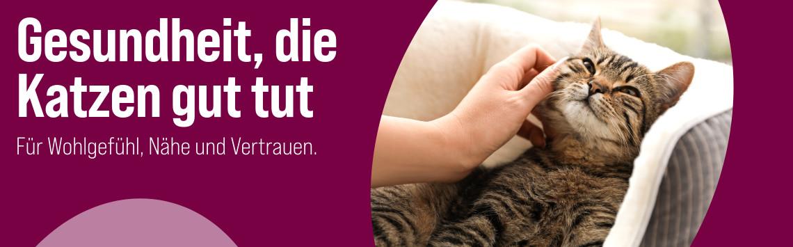 Katzengesundheit Katze liegt in einem Körbchen und wird von einer Hand am Kopf gestreichelt - Banner zum Thema Katzengesundheit.