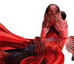 Aquaristik