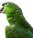 Vogel Vögel-Bedarf kaufen