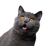 Katze Katzen-Bedarf kaufen