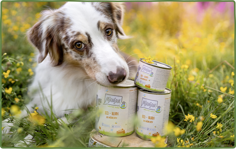 MjAMjAM Bio Hund Hellbrauner Hund liegt auf einer Wiese und schnüffelt an drei aufeinander gestapelten Dosen MjAMjAM‑Bio‑Hundefutter.