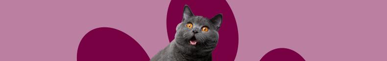 ZooRoyal Katzen-Sortiment Banner mit einer grauen Katze (Britisch Kurzhaar) mit bernsteinfarbenen Augen und leicht geöffnetem Maul in der Mitte.
