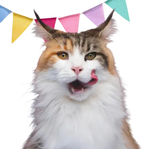 Katze Katze.