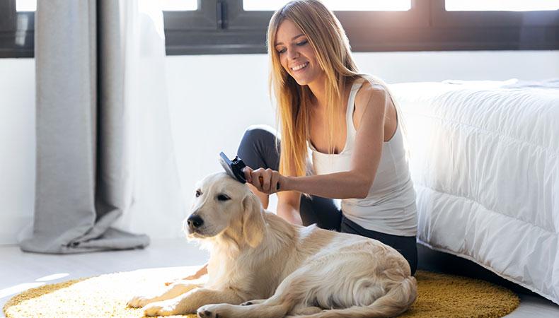 Fellpflege eines Hundes im Wohnbereich mit Bürste Hund liegt auf einem Teppich und wird mit einer Bürste gepflegt.