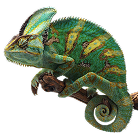 Teraristika