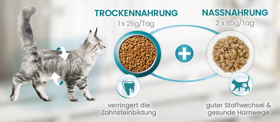 Grafik Mischfütterung Grafik zur Kombination von Trocken‑ und Nassnahrung für Zahnpflege und Harnwegsunterstützung.