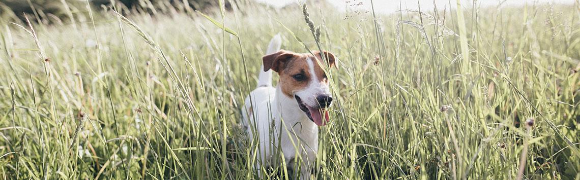 Hund erkundet eine sommerliche Wiese mit hohem Gras Kleiner Hund steht in einer hohen Wiese im Freien.