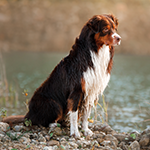Goood Hund am See Hund sitzt am Ufer eines Sees.